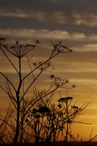 Preview wallpaper decline, evening, grass, field, silhouettes