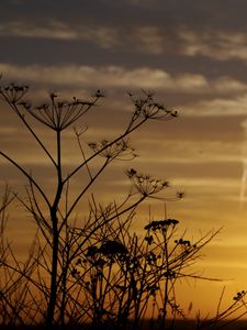 Preview wallpaper decline, evening, grass, field, silhouettes