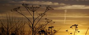 Preview wallpaper decline, evening, grass, field, silhouettes