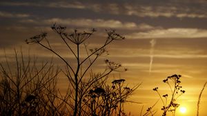 Preview wallpaper decline, evening, grass, field, silhouettes