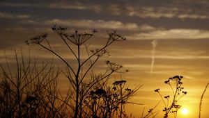 Preview wallpaper decline, evening, grass, field, silhouettes