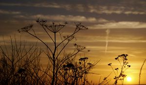 Preview wallpaper decline, evening, grass, field, silhouettes