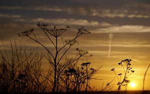 Preview wallpaper decline, evening, grass, field, silhouettes