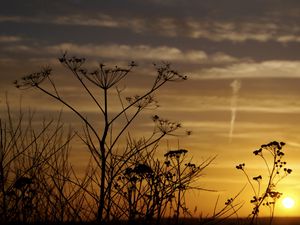 Preview wallpaper decline, evening, grass, field, silhouettes