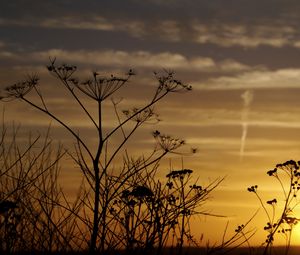 Preview wallpaper decline, evening, grass, field, silhouettes