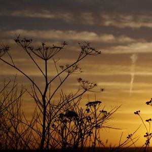 Preview wallpaper decline, evening, grass, field, silhouettes