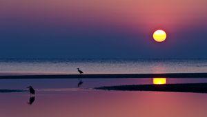 Preview wallpaper decline, herons, sun, beach, evening, sea, horizon, reflection, water, silhouettes