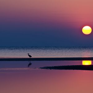 Preview wallpaper decline, herons, sun, beach, evening, sea, horizon, reflection, water, silhouettes