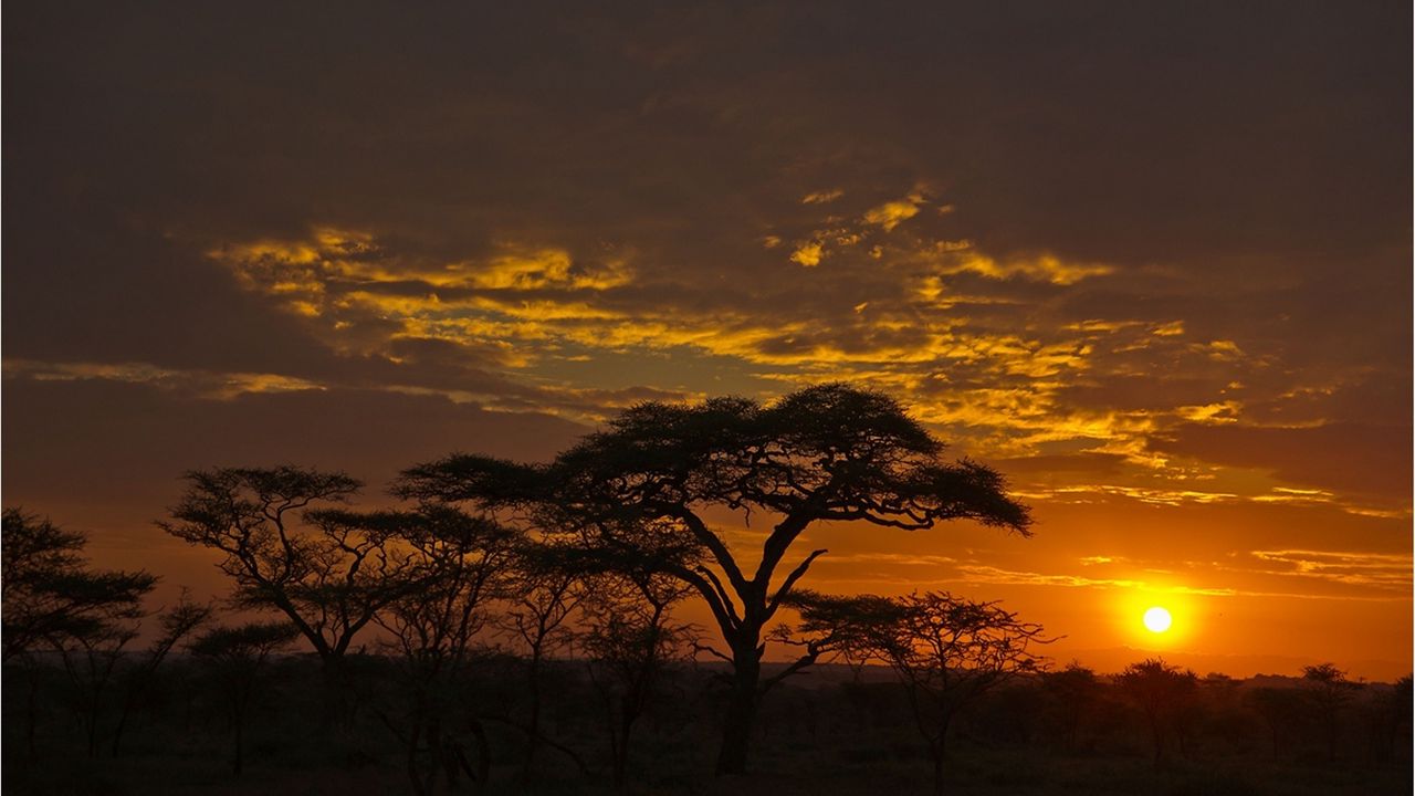 Wallpaper decline, orange, clouds, evening, trees, savanna