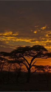 Preview wallpaper decline, orange, clouds, evening, trees, savanna