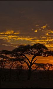 Preview wallpaper decline, orange, clouds, evening, trees, savanna