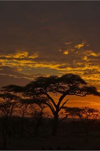 Preview wallpaper decline, orange, clouds, evening, trees, savanna