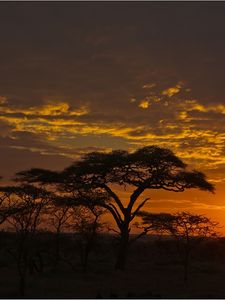 Preview wallpaper decline, orange, clouds, evening, trees, savanna