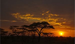 Preview wallpaper decline, orange, clouds, evening, trees, savanna