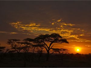 Preview wallpaper decline, orange, clouds, evening, trees, savanna