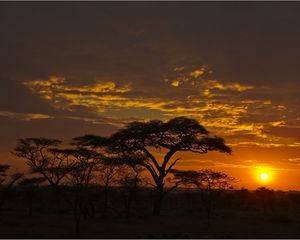 Preview wallpaper decline, orange, clouds, evening, trees, savanna