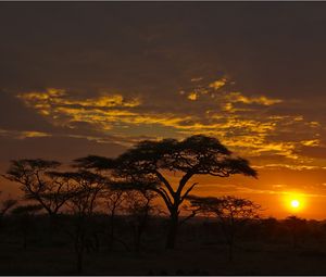 Preview wallpaper decline, orange, clouds, evening, trees, savanna