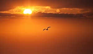 Preview wallpaper decline, orange, sun, disk, bird, flight, freedom