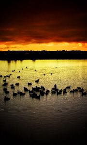 Preview wallpaper decline, sky, ducks, evening, lake