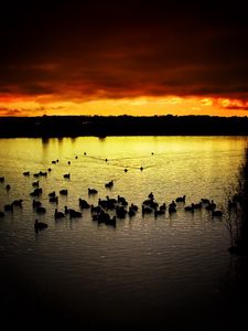 Preview wallpaper decline, sky, ducks, evening, lake