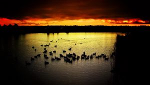 Preview wallpaper decline, sky, ducks, evening, lake