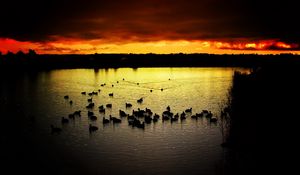 Preview wallpaper decline, sky, ducks, evening, lake