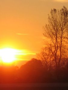 Preview wallpaper decline, sun, light, evening, tree, branches, horizon, orange