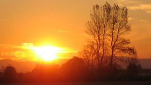 Preview wallpaper decline, sun, light, evening, tree, branches, horizon, orange