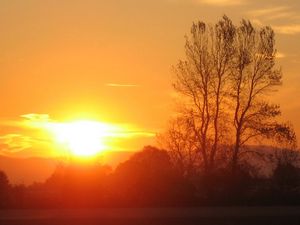 Preview wallpaper decline, sun, light, evening, tree, branches, horizon, orange