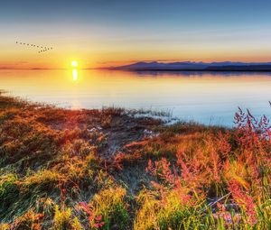 Preview wallpaper decline, sun, wedge, birds, autumn, coast, grass