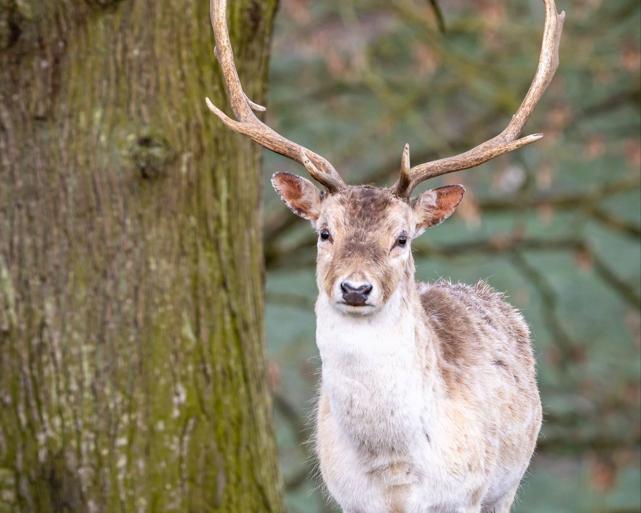 Download wallpaper 1280x1024 deer, animal, antler, forest, wildlife