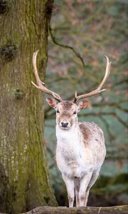 Preview wallpaper deer, animal, antler, forest, wildlife