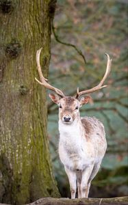 Preview wallpaper deer, animal, antler, forest, wildlife