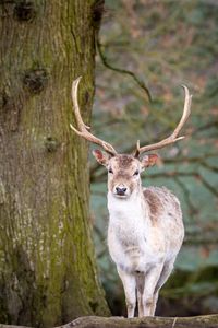 Preview wallpaper deer, animal, antler, forest, wildlife