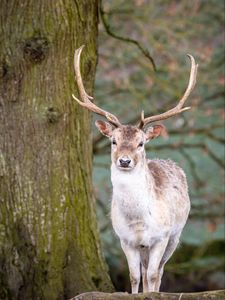 Preview wallpaper deer, animal, antler, forest, wildlife