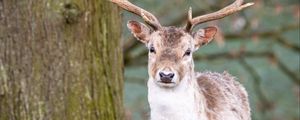 Preview wallpaper deer, animal, antler, forest, wildlife