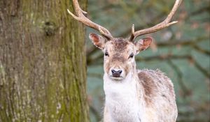 Preview wallpaper deer, animal, antler, forest, wildlife