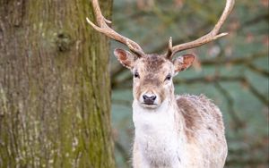 Preview wallpaper deer, animal, antler, forest, wildlife