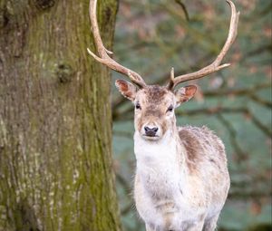 Preview wallpaper deer, animal, antler, forest, wildlife