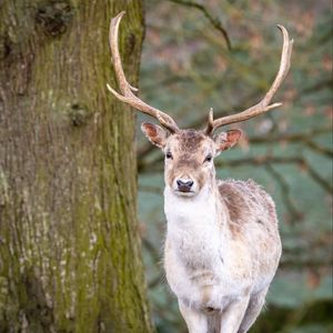 Preview wallpaper deer, animal, antler, forest, wildlife