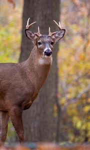 Preview wallpaper deer, animal, antlers, wildlife