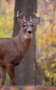 Preview wallpaper deer, animal, antlers, wildlife