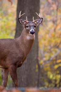 Preview wallpaper deer, animal, antlers, wildlife