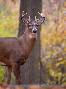 Preview wallpaper deer, animal, antlers, wildlife