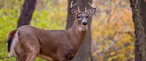 Preview wallpaper deer, animal, antlers, wildlife