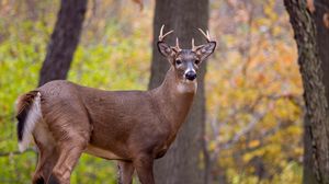 Preview wallpaper deer, animal, antlers, wildlife