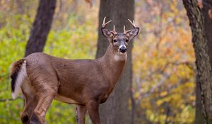 Preview wallpaper deer, animal, antlers, wildlife