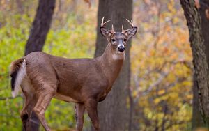 Preview wallpaper deer, animal, antlers, wildlife