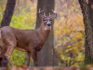 Preview wallpaper deer, animal, antlers, wildlife