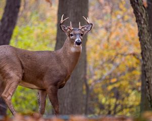 Preview wallpaper deer, animal, antlers, wildlife